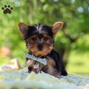 Drake, Yorkie Puppy